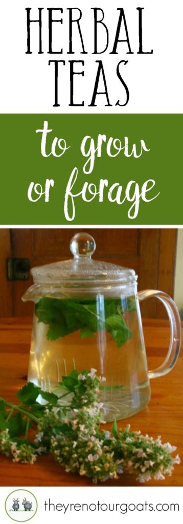 Learn how to grow or forage for these delicious herbal teas!