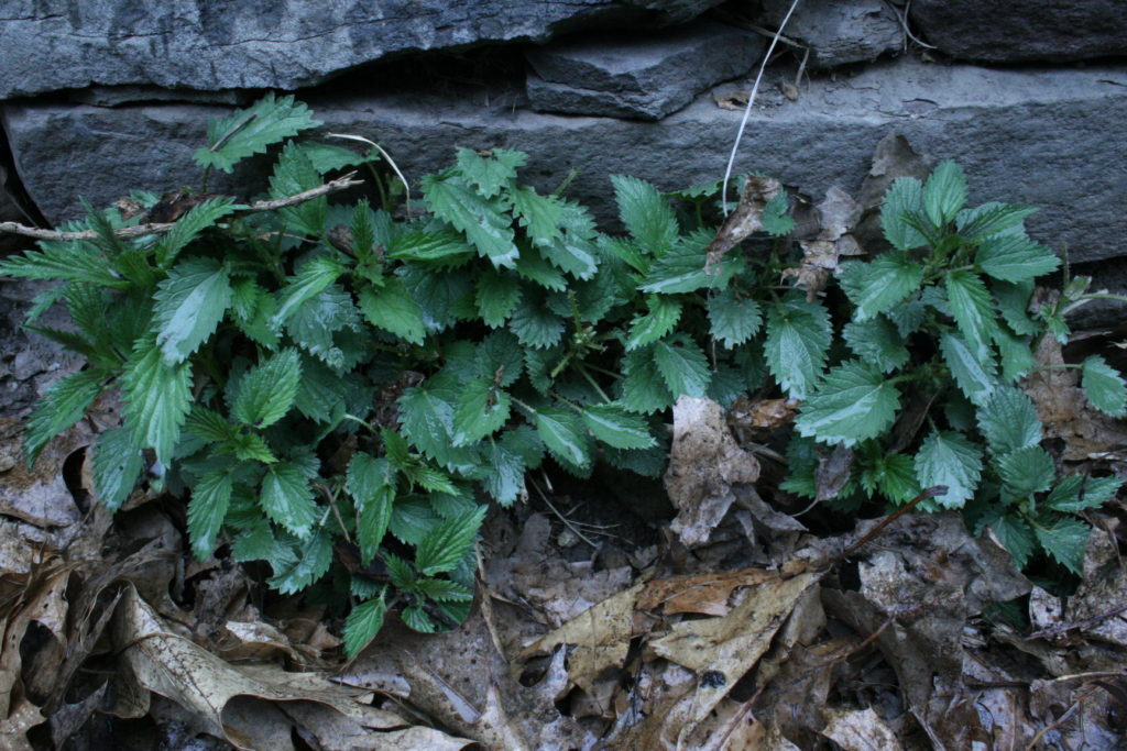 Stinging Nettle- perfect to harvest for herbal tea!