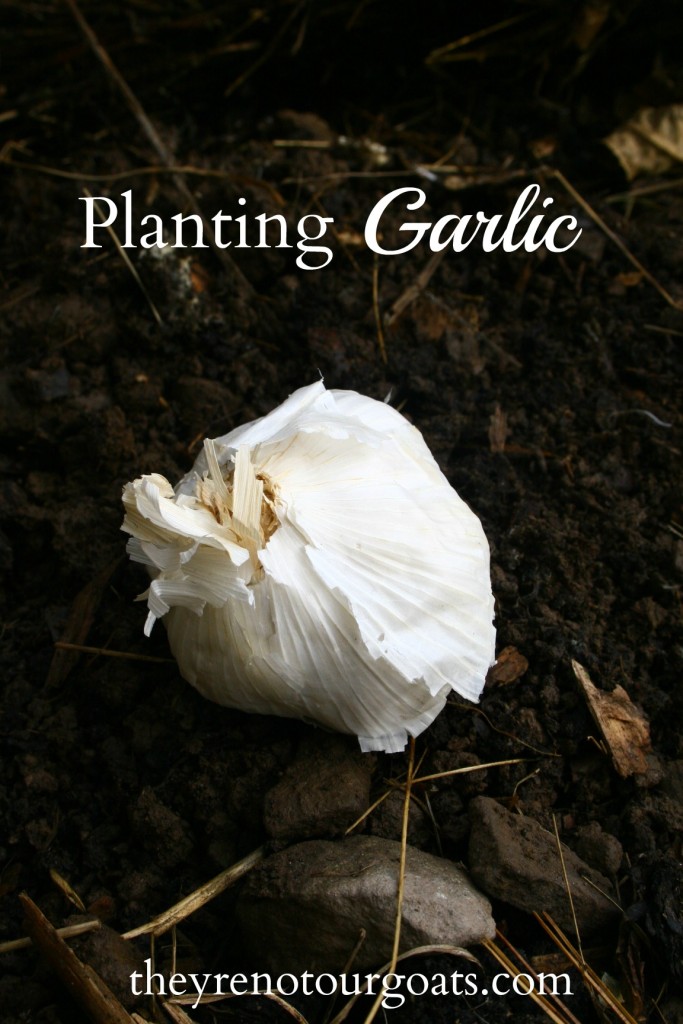 Planting Garlic