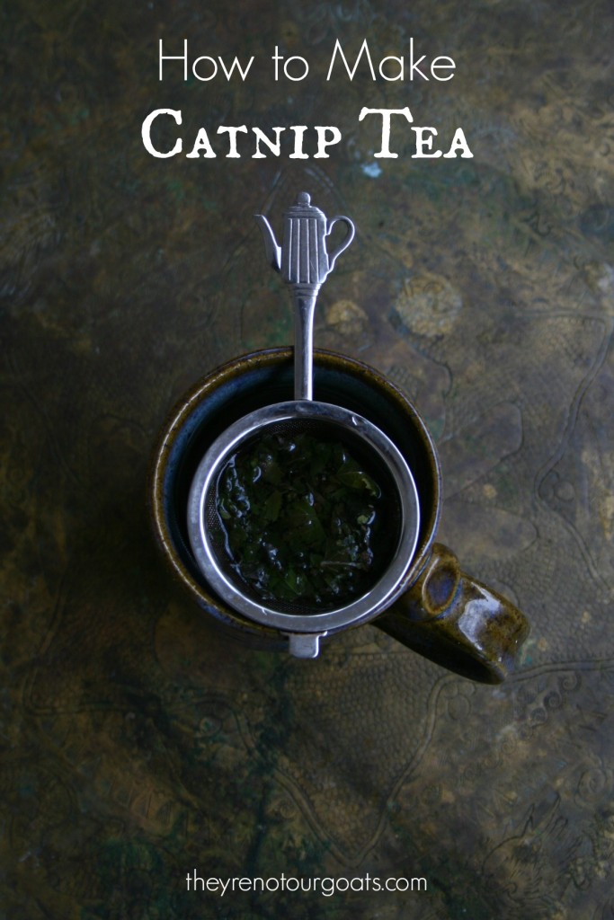 How to Make Catnip Tea