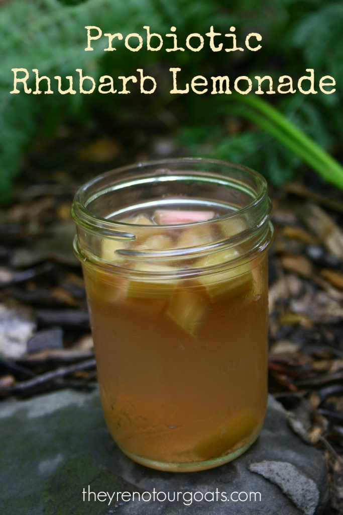 A delicious way to get your daily probiotics- fermented rhubarb lemonade!