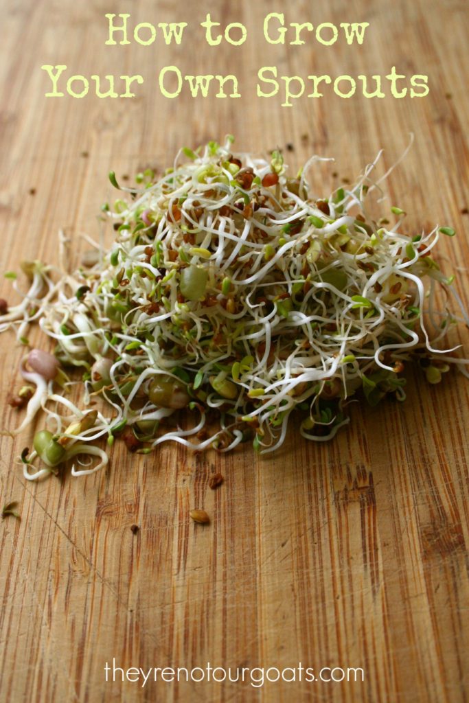 Grow your own salad sprouts at home- inexpensively! 