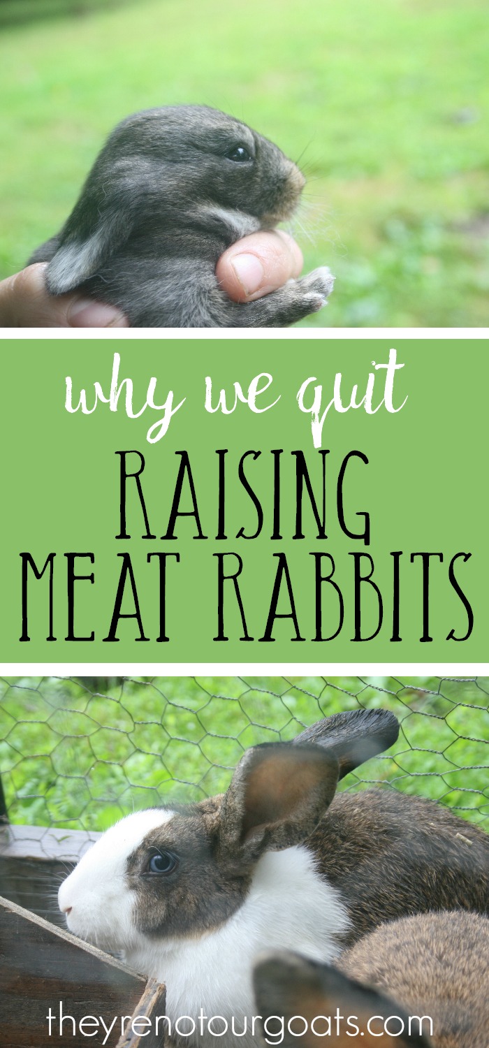 Why We Quit Raising Meat Rabbits - They're Not Our Goats